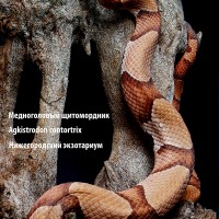 Рептилии Рептилии