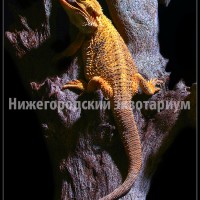 Рептилии Рептилии