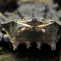Новое животное на нашей выставке! Черепаха Мата-мата Chelus fimbriatus Новое животное на нашей выставке! Черепаха Мата-мата Chelus fimbriatus